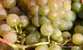 Weinlese 2011 (Rebsorte Riesling)