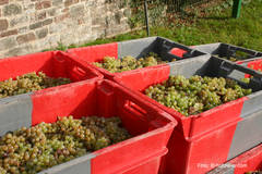Weinlese 2011