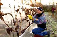 ice wine harvest 2007