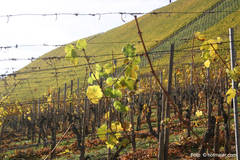 Hauptlage Kanzemer Altenberg